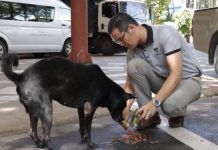 ภาพบรรยากาศ TSPCA ช่วยเหลือสุนัขจรจัด 800 ชีวิตวัดสวนแก้ว