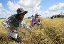 รายได้เกษตรกรไทยควรเป็นเดือนละเท่าไหร่? รมว.เกษตรฯเดินหน้าหาคำตอบ