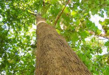 เสนออนุญาตชาวบ้าน ปลูกไม้มีค่า ชงครม.แก้กฎหมายป่าไม้