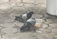 นกพิราบเชื้อโรคเพียบ!กทม.เผย7เขตมีมากสุดกระชับพื้นที่”ห้ามให้อาหาร”