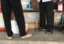 ทาสแมวเจ้าของน้องหมาฟังทางนี้! รัฐเล็งเก็บเงินค่าขึ้นทะเบียนสัตว์เลี้ยง