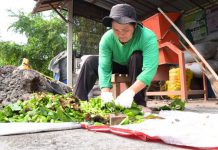 “ดินดีผสมผักตบชวา”กรมชลฯไอเดียสุดปัง ลดวัชพืชเอามาสร้างรายได้