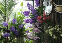 กล้วยไม้ไทยตรงสู่ตลาดจีน ขายออนไลน์ผ่านอาลีบาบา