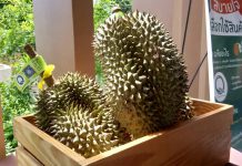 มกอช. เดินหน้าเกษตรแปลงใหญ่ ยกระดับราคาทุเรียนตราด ตามมาตรฐาน GAP