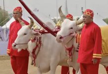 ผลเสี่ยงทาย พระโคกิน “ข้าว-น้ำ-หญ้า” น้ำท่าบริบูรณ์ พืชผลอุดมสมบูรณ์ดี