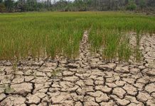 ห่วงแล้งสุดรอบ60ปีฉุดGDPลงเหวหวั่นสะเทือนปากท้องชาวบ้านจี้รัฐแก้