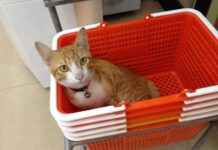 ทาสแมวมีช่องหาเงิน DITP เผย “อาหารแมว”สินค้าดาวรุ่งขายดีตีตลาดนิวซีแลนด์-ออสซี