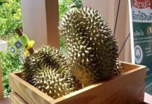 นักวิชาการ เตือนชาวสวนภาคเหนือคิดให้ดี โค่นลำไย ปลูกทุเรียน หวั่นอนาคตผลผลิตล้นตลาด