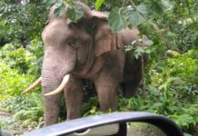 เที่ยวอุทยานฯ สุขใจ…ทำอย่างไร เมื่อเจอสัตว์ป่า เมื่อไร้มนุษย์รบกวน ธรรมชาติกลับฟื้นตัว !!