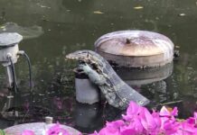 เหี้ยฮีโร่กำหราบโควิด!! สัตวแพทย์ปั้นวิจัยเลือดต้านไวรัส แถมพบยับยั้งเซลล์มะเร็งได้ด้วย