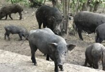 2565 ปีเสือดุจับตาราคาสินค้าค่าครองชีพรุมเร้า หมูแพงแรงจัดราคาทะลุ 200 บ./กก.