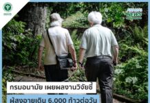 ผู้สูงอายุเดิน 6,000 ก้าวต่อวัน ช่วยป้องกันโรคหัวใจกรมอนามัย เผยผลงานวิจัย