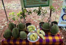 ทุเรียนภูเขาไฟศรีสะเกษ สี เนื้อโดนใจ รสชาติใช่เลย กรมวิชาการเกษตรปั้นต่อยอดสู่ระดับสากล
