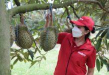 ชาวสวนจับมือ “แม็คโคร” กระจายผลไม้ตรงถึงมือผู้บริโภคต่อเนื่อง ปลุกพลังเกษตรกรรายเล็ก