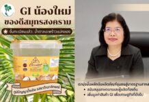 กรมทรัพย์สินทางปัญญา ดันศักยภาพ GI น้องใหม่ “น้ำตาลมะพร้าวแม่กลอง” ชูความหวานแบบออร์แกนิก บุกอุตสาหกรรมอาหาร หนุนท่องเที่ยววิถีชุมชน มุ่งสร้างมูลค่าเพิ่มยั่งยืน